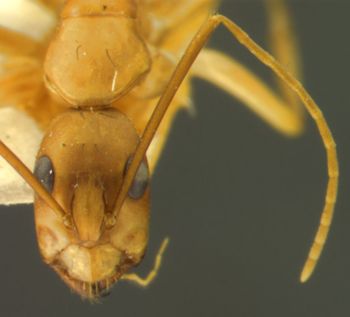 Media type: image; Entomology 21487   Aspect: head frontal view